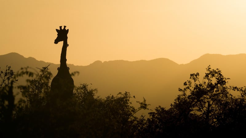 Wildlife Safari